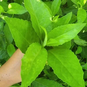 Longevity Spinach Live Plant (Gynura procumbens) - Set of 2, 4-6