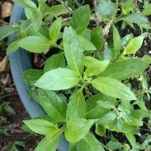 Longevity Spinach Live Plant (Gynura procumbens) - Set of 2, 4-6