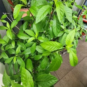 Longevity Spinach Live Plant (Gynura procumbens) - Set of 2, 4-6