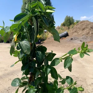 Lonicera Confusa Live Plant – 2ft Tall – 6in Pot – Evergreen Vine - Image 2