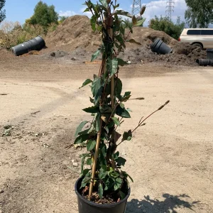 Lonicera J. Purpurea Live Plant - 2ft Tall Evergreen Vine in 6in Pot - Image 3