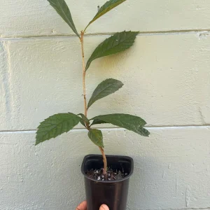Loquat Tree (Eriobotrya japonica) - sweet, juicy, apricot-like fruit - Image 2