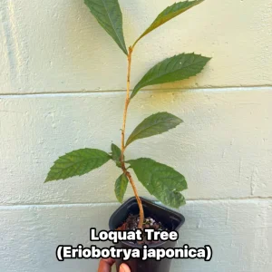 Loquat Tree (Eriobotrya japonica) - sweet, juicy, apricot-like fruit - Image 1