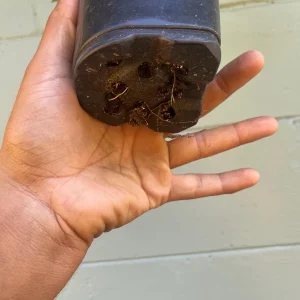 Loquat Tree (Eriobotrya japonica) - sweet, juicy, apricot-like fruit - Image 5