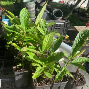 Loquat Tree Live Plant (Eriobotrya japonica) - 2 Gallon Pot - Edible Fruit Tree - Image 2
