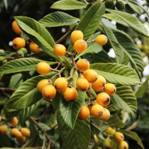 Loquat Tree Live Plant (Eriobotrya japonica) - 2 Gallon Pot - Edible Fruit Tree - Image 1
