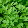 Lovage Seeds - Levisticum officinale, Maggi Herb, Non-GMO, Heirloom - Image 1
