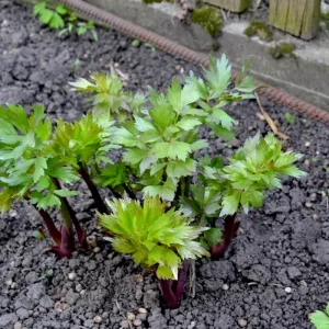 Lovage Seeds - Levisticum officinale, Maggi Herb, Non-GMO, Heirloom - Image 3