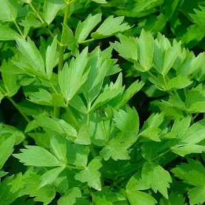 Lovage Seeds - Levisticum officinale, Maggi Herb, Non-GMO, Heirloom - Image 1