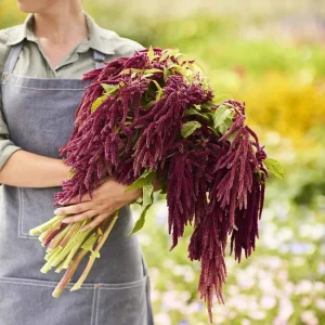 Love Lies Bleeding Amaranthus caudatus Seeds - 500+ Count - Cascading Pink Plumes - Outdoor Perennial Flower - Image 1