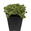 Love's Triangle Sedum Live Plant - Stonecrop, 2.5" Pot - Fairy Garden - Image 1