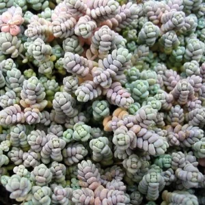 Love's Triangle Sedum Live Plant - Stonecrop, 2.5