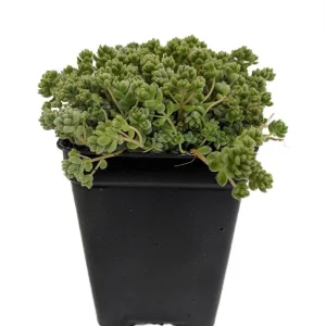 Love's Triangle Sedum Live Plant - Stonecrop, 2.5" Pot - Fairy Garden - Image 1