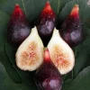 LSU Purple Edible Fig Live Plant - Ficus carica - 4 inch Pot - Image 1