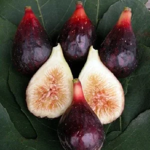 LSU Purple Edible Fig Live Plant - Ficus carica - 4 inch Pot - Image 1