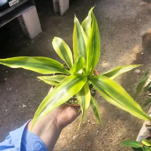 Lucky Bamboo Live Plant – Dracaena Sanderiana Gold – 4in Pot – Indoor - Image 3