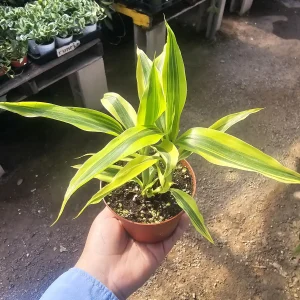 Lucky Bamboo Live Plant – Dracaena Sanderiana Gold – 4in Pot – Indoor - Image 1