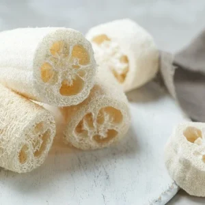 Luffa Gourd Seeds - Loofah Sponge Vegetable Seeds - 20 Seeds - Outdoor - Image 4