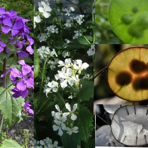 Lunaria Silver Dollar Plant Live Plug - 2.25 inch Pot - Indoor/Outdoor - Image 2
