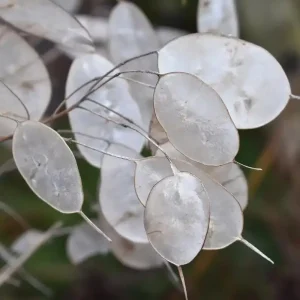 Lunaria Silver Dollar Plant Live Plug - 2.25 inch Pot - Indoor/Outdoor - Image 4