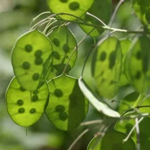 Lunaria Silver Dollar Plant Live Plug - 2.25 inch Pot - Indoor/Outdoor - Image 5
