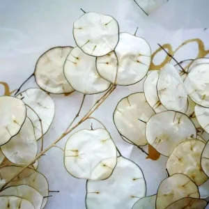 Lunaria Silver Dollar Plant Live Plug - 2.25 inch Pot - Indoor/Outdoor - Image 6