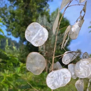 Lunaria Silver Dollar Plant Live Plug - 2.25 inch Pot - Indoor/Outdoor - Image 7