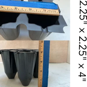 Lunaria Silver Dollar Plant Live Plug - 2.25 inch Pot - Indoor/Outdoor - Image 9