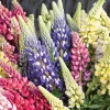 Lupine Russell Mix Live Plant - Multi-color Perennial, Long-blooming, Zone 3 Hardy - Image 1