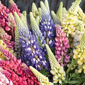 Lupine Russell Mix Live Plant - Multi-color Perennial, Long-blooming, Zone 3 Hardy - Image 1