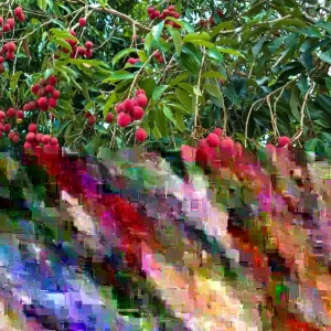 Lychee Fruit Tree Live Plant - Sweet Litchi, Tropical Edible, 6-12" Tall in 3.5" Pot - Image 1