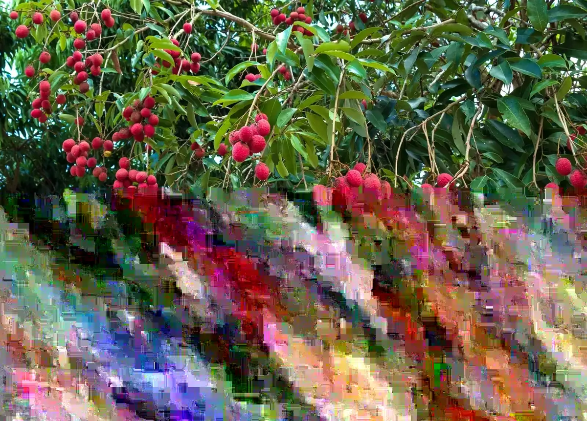 Lychee Fruit Tree Live Plant - Sweet Litchi, Tropical Edible, 6-12" Tall in 3.5" Pot - Image 1