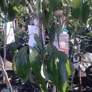 Lychee Tree Live Plant - 3 ft Tall Airlayered, Ships in 3 Gallon Pot - Image 1
