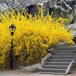Lynwood Gold Forsythia Bare Root Cuttings - 2 Pack, 1-2 ft Tall, Fast Growing Shrub - Image 1