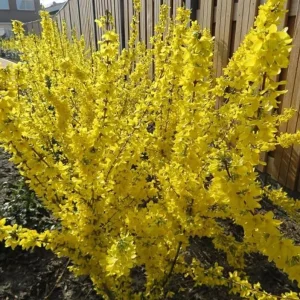 Lynwood Gold Forsythia Live Plant – 2.5 inch Pot – Bright Yellow Blooms – Outdoor Shrub - Image 4