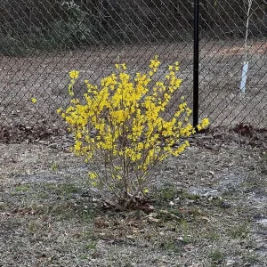 Lynwood Gold Forsythia Live Plant – 2.5 inch Pot – Bright Yellow Blooms – Outdoor Shrub - Image 7