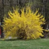Lynwood Gold Forsythia Live Plant - 6-12" Tall, 4" Pot - Yellow Blooms Shrub - Image 1