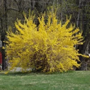 Lynwood Gold Forsythia Live Plant - 6-12