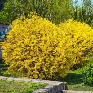 Lynwood Gold Forsythia Live Plant - 6-12