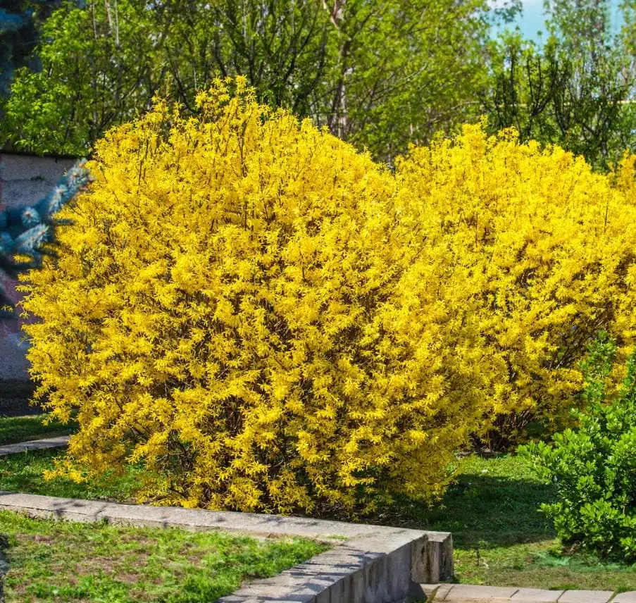 Lynwood Gold Forsythia Live Plant - 6-12" Tall, 4" Pot - Yellow Blooms Shrub - Image 2