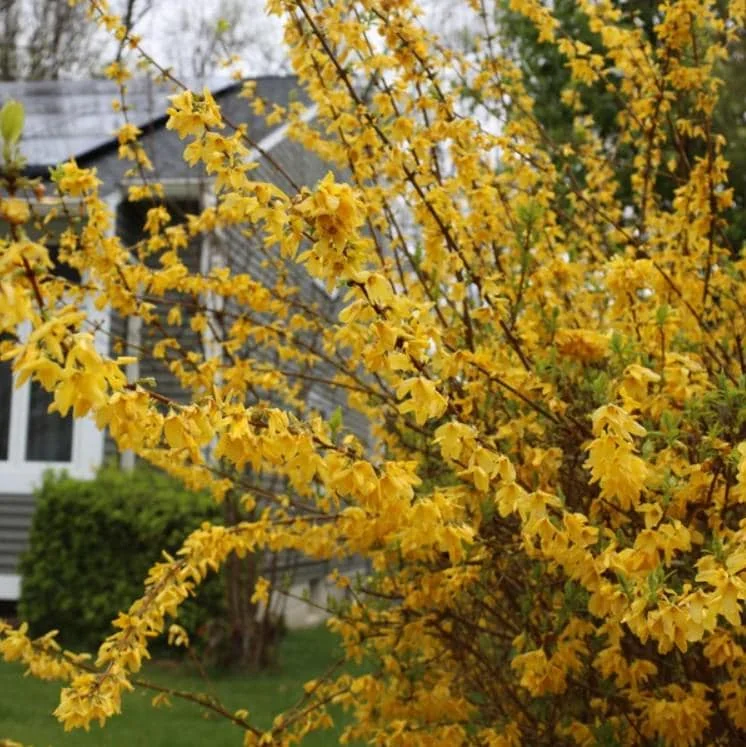 Lynwood Gold Forsythia Live Plant - 6-12" Tall, 4" Pot - Yellow Blooms Shrub - Image 3