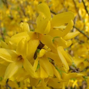 Lynwood Gold Forsythia Live Plant - 6-12