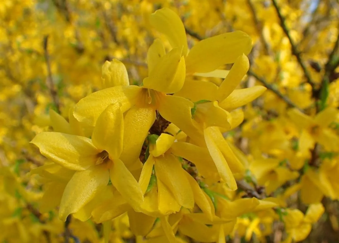 Lynwood Gold Forsythia Live Plant - 6-12" Tall, 4" Pot - Yellow Blooms Shrub - Image 4