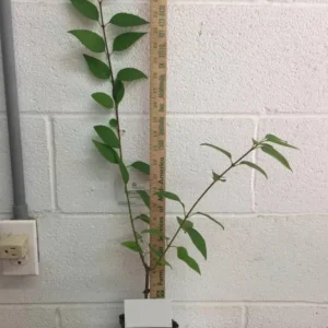 Lynwood Gold Forsythia Live Plant - 6-12