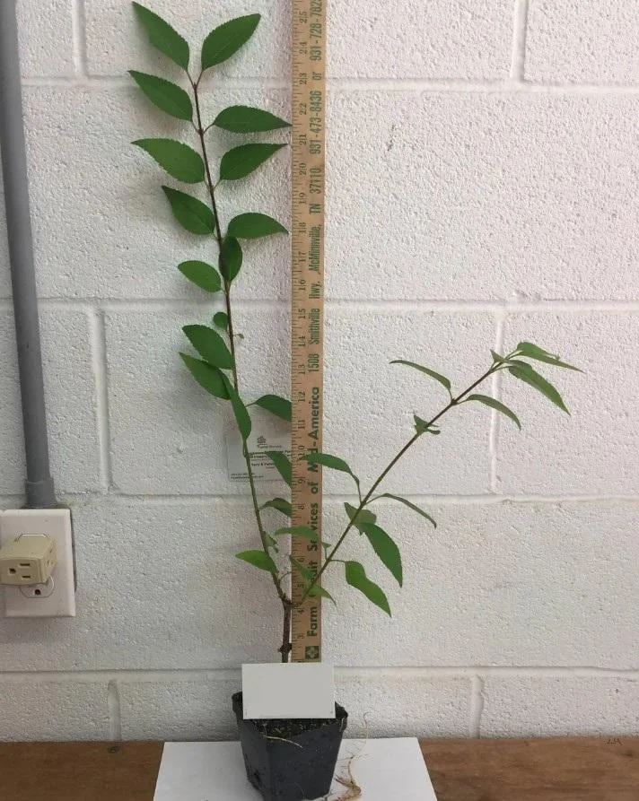 Lynwood Gold Forsythia Live Plant - 6-12" Tall, 4" Pot - Yellow Blooms Shrub - Image 5