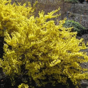 Lynwood Gold Forsythia Live Plant – Quart Pot – Vibrant Yellow Flowering Shrub - Image 4