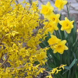 Lynwood Gold Forsythia Live Plant – Quart Pot – Vibrant Yellow Flowering Shrub - Image 5