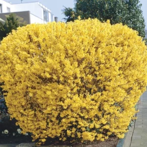 Lynwood Gold Forsythia Live Plant – Quart Pot – Vibrant Yellow Flowering Shrub - Image 1