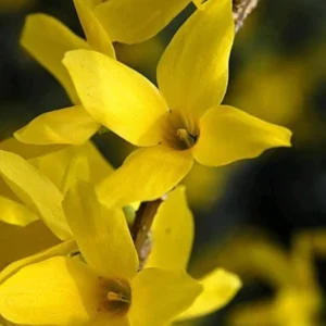 Lynwood Gold Forsythia Live Plant – Quart Pot – Vibrant Yellow Flowering Shrub - Image 6