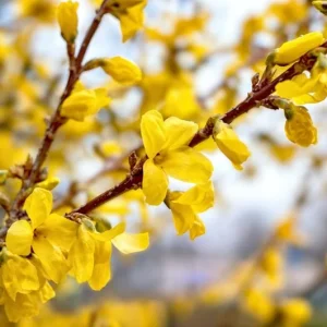 Lynwood Gold Forsythia Live Plant – Quart Pot – Vibrant Yellow Flowering Shrub - Image 9
